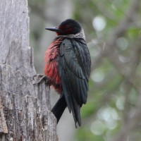 Lewis's Woodpecker
